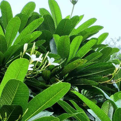 vedantkadam2's profile picture. मायबोली = मराठी🚩