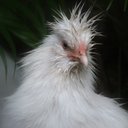 Ian McKellar - @maclizzzie - Twitter