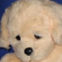 sffn781's profile picture. 拾った犬　趣味のあれこれ