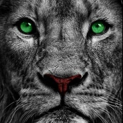 francisco_vss's profile picture. 🦁