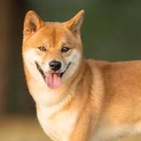 まろん (@minami_ryu1) 's Twitter Profile