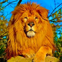 The Glorious (@the_glorious89) 's Twitter Profile