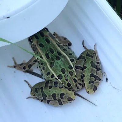 appthespectator's profile picture. 