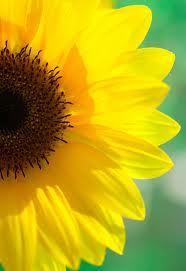 eaeleven's profile picture. Naturopath, writer, mother - not necessarily in that order