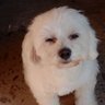 camilag_5's profile picture. 《Do you have the time to listen to me whine?
About nothing and everything all at once》
vi a taylor el 9/11❤️🇦🇷