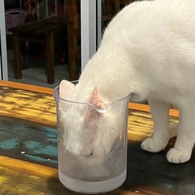 miau