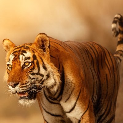 Xrobot999's profile picture. CRYPTO 🚀