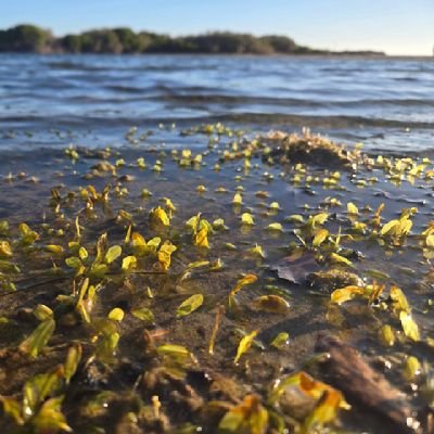 Our mission is the conservation of global seagrass biodiversity and EDI- Managed by SSC Red List Authority Dr. Brooke K. Sullivan RT & MT ≠ endorsements