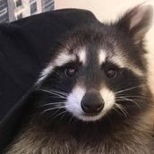 EvilRaccoon (@katsuchape) 's Twitter Profile