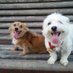 Samson & Fursibz (@peemail) Twitter profile photo Samson & Fursibz (@peemail) Twitter profile photo