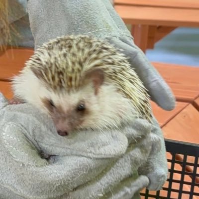 社会人/ゲーム、アニメ、料理、猫を愛でる、映画のネタバレをつぶやく前提アカウント。 Among Us、スプラ3はじめました!最近は人狼マダミスに興味有り/nowplay→Among Us、モンハンライズ、第五人格、黒ウィズ、レイトン、逆転裁判/KINGDOM HEARTSはバイブル