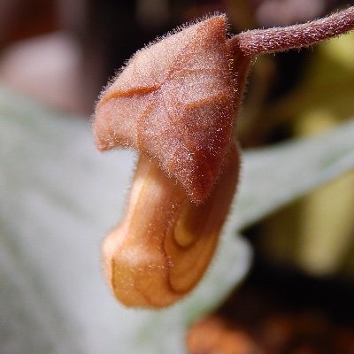 imo_ristolochia's profile picture. アカウント作り直しました。 食虫植物、アリストロキアやってます