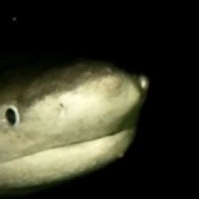 ohnomo1234's profile picture. 