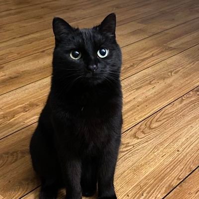 AnkitXCric's profile picture. cricket news from all over the world