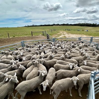 Manager of our farming family business Schulz Livestock, producing lamb & beef. Custodian of the land with a vision to make it better for the next generation.
