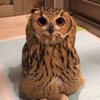 Person Guybro (@hhh_hvv18064) 's Twitter Profile