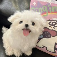 ๐๐๐ธ (@generationsleg1) 's Twitter Profile