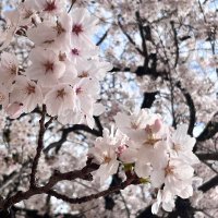 ほの (@pasu_hono) 's Twitter Profile