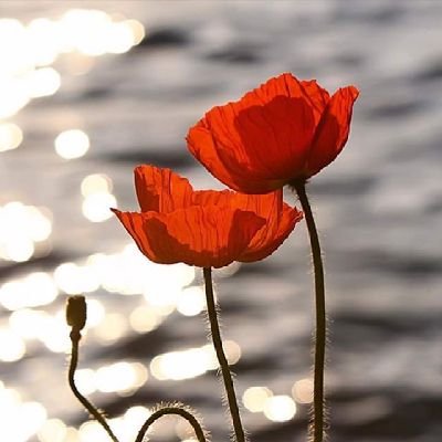 andyrya42120787's profile picture. ex army blood bleeds black and White love  🎣🎣🍺🍺