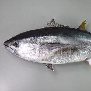 ozisan_Z's profile picture. ロックと映画と櫻坂46が好き。Megadeth Aerosmith Mercyfulfate Pantera Slayer Blacksabbath Quietriot Vanhalen Motleyclue Johnnywinter。70、80、90年代が主。大喜利、ネタ系投稿多め。小池美波、石森璃花推し。