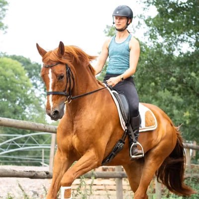 Here, you will find divers selection of horses for sports and personal used.