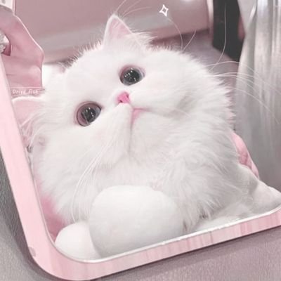 cupid__pink's profile picture. 🩰𝟏𝐬𝐭 𝐖𝐢𝐧𝐭𝐞𝐫_𝐦𝐮𝐭𝐞 𝟐𝐧𝐝 𝐬𝐩𝐫𝐢𝐧𝐠…?⃞
ᴋ-ᴄᴏꜱᴍᴇ,ꜱᴋɪɴᴄᴀʀᴇ,ꜰᴀꜱʜɪᴏɴ
♥︎∥乾燥肌∥骨格ウェーブ∥ピーチブーム🍑継続中