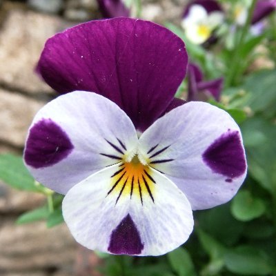 SSDT1955's profile picture. Campaigning for universal adoption of all unadopted estates, and the selling of fake freeholds.