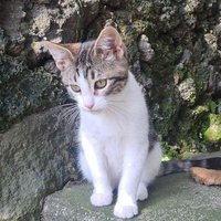 Josefina Martín (@dcyon) 's Twitter Profile