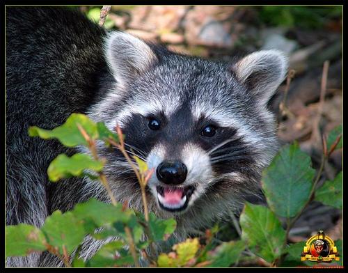 enot16's profile picture. Просто енот