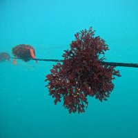 Tropical Seaweed Farm Project (@tropicseaweed) 's Twitter Profile
