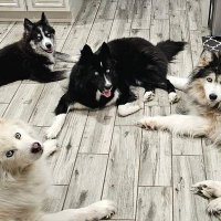 HuskyPawPatriots (@camz1782) 's Twitter Profile Photo HuskyPawPatriots (@camz1782) 's Twitter Profile Photo