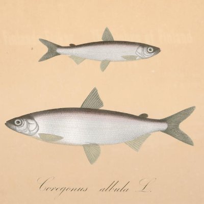 celinesteamship's profile picture. 