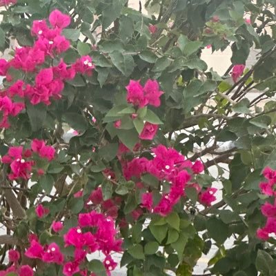 Memoalsltan's profile picture. 👩🏻‍🏫☕️🎨✈️📖