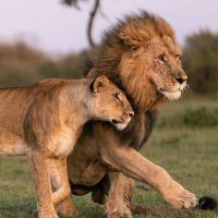 Thee Allan Lions (@allan_lions001) 's Twitter Profile