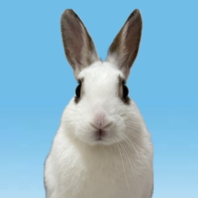 omochi240303's profile picture. ミニうさぎ女の子のおもちです🐰 🏠:2023.04〜 🎂:2023.03.03