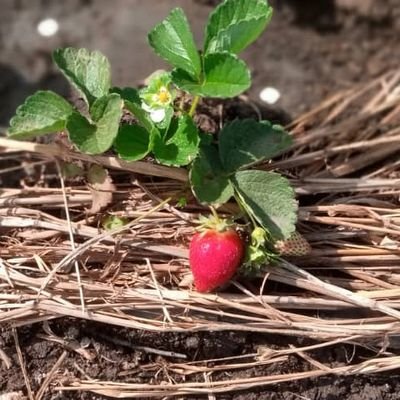 nous produisons de la fraise🍓🍓100%bio made in Sénégal.
suivez nous sur instagram: @lafraisedesniayes
#soutenons la production locale et l'agro-écologie!