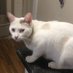Snow Meow (@davidevans33444) Twitter profile photo Snow Meow (@davidevans33444) Twitter profile photo