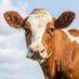 Just a Cow named Wednesday (@myra28579529) Twitter profile photo Just a Cow named Wednesday (@myra28579529) Twitter profile photo
