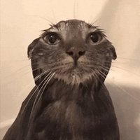 Lucek (@luki1_) 's Twitter Profile