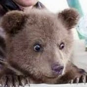 なかよしクマちゃんねる (@favoritebears) 's Twitter Profile