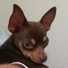 TheRealMaltboy's profile picture. Tomato Snob •
Jackass of All Trades •
Dogs' Best Friend •