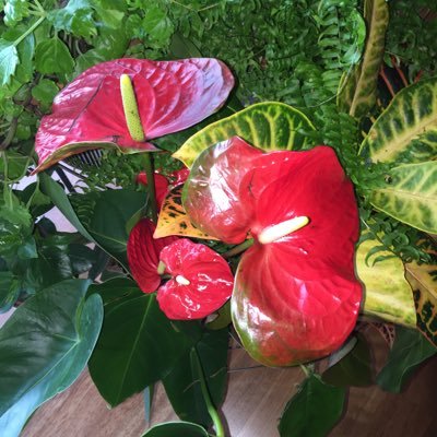 lara_yoalmeria2's profile picture. 