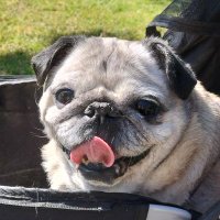 Chloe (@pug_chloe) 's Twitter Profile