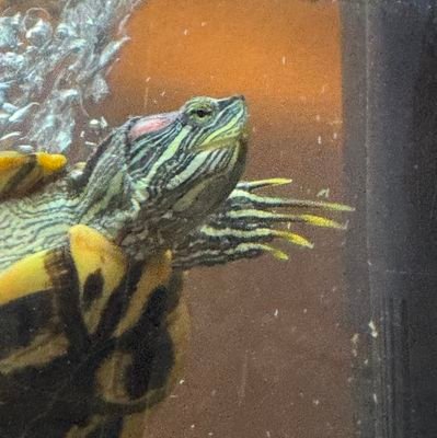 chief_lumbee's profile picture. 