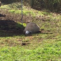 やす(弁護士) (@yasu_042088) Twitter profile photo