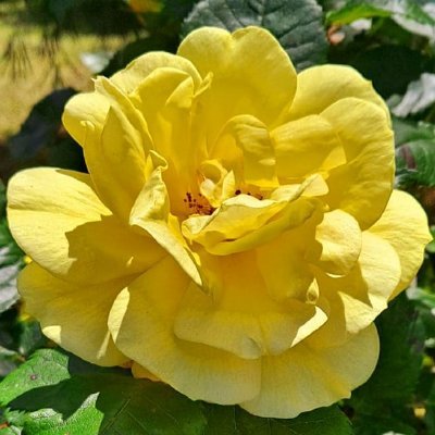 MariaLisa640569's profile picture. Let Nature have a life !