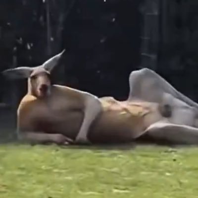 IronicRedpill's profile picture. 