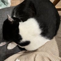 ピンク🎀赤の王子🌹だてさく推し⛄️ (@nekosuki11221) Twitter profile photo