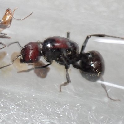 ECbouOr13JwARB8's profile picture. アリやその餌虫らがメイン。
去年はダメダメだったから今年こそ毎日投稿したいがはてさて