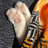 あんこ (@ss9erkxlqy86554) Twitter profile photo